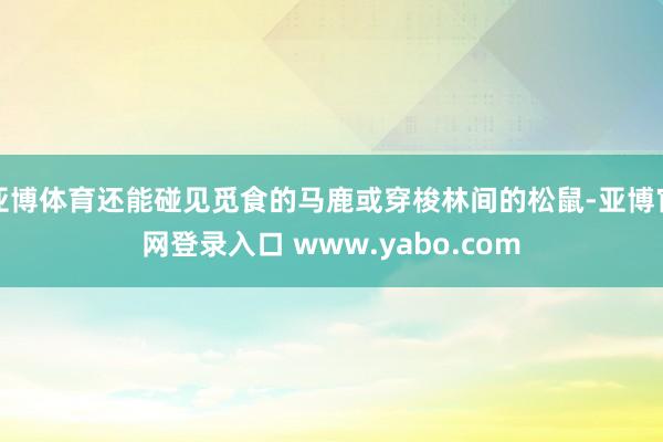 亚博体育还能碰见觅食的马鹿或穿梭林间的松鼠-亚博官网登录入口 www.yabo.com
