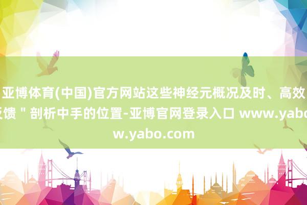 亚博体育(中国)官方网站这些神经元概况及时、高效地＂反馈＂剖析中手的位置-亚博官网登录入口 www.yabo.com